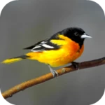 Logo of Oriole Bird Sounds android Application 